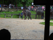 2017-06-09 14.04.44 Chiang Mai Elephant Park